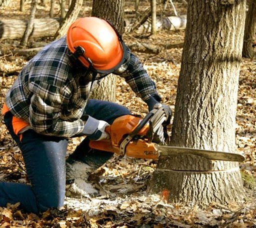 Tree Removal in Hope, ID